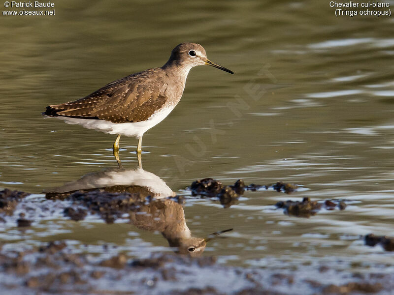 Green Sandpiperadult, identification