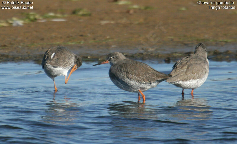 Common Redshank