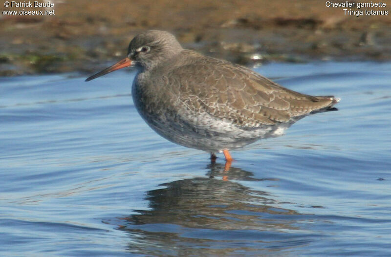 Common Redshank