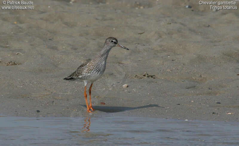 Common Redshankjuvenile