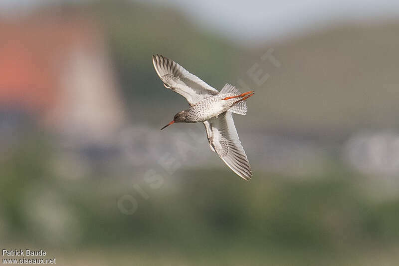 Common Redshankadult, Flight