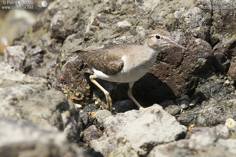 Spotted Sandpiper, identification