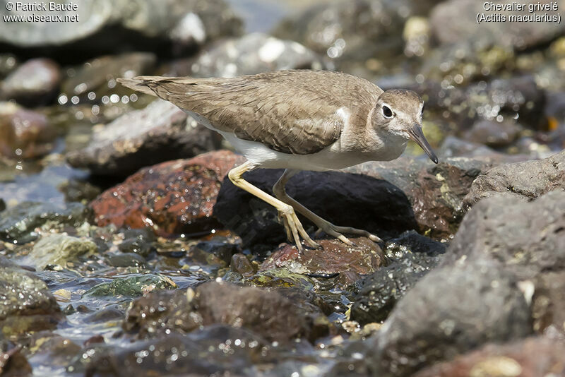 Chevalier grivelé, identification