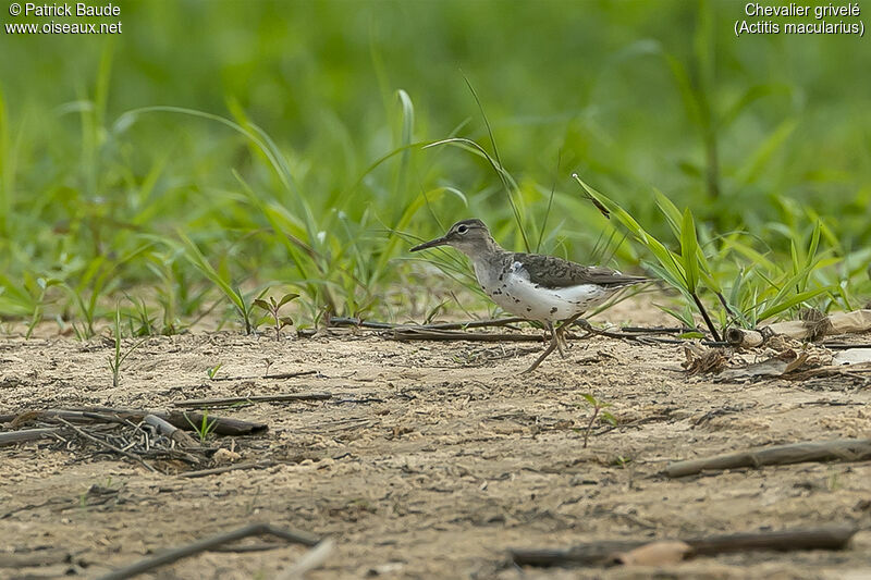 Spotted Sandpiperadult