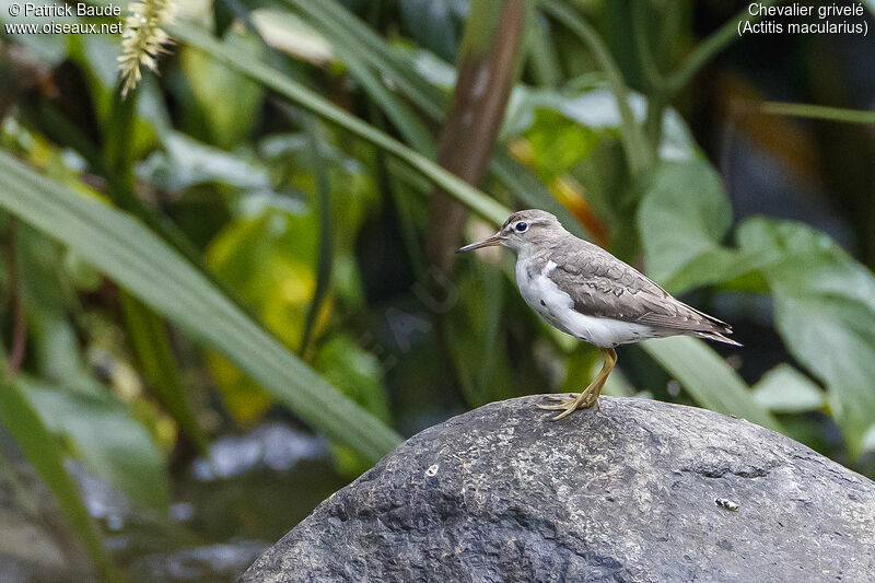 Spotted Sandpiper