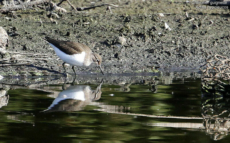 Common Sandpiperadult post breeding, identification