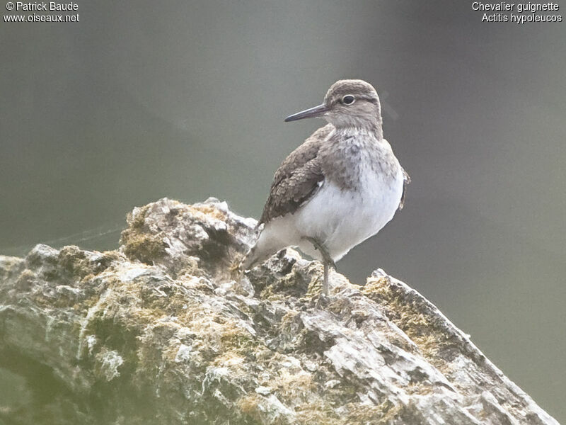 Chevalier guignetteadulte nuptial, identification