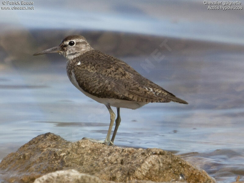 Chevalier guignetteadulte, identification