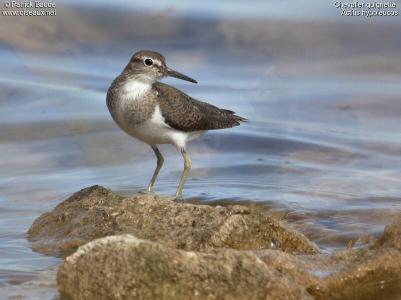 Chevalier guignetteadulte, identification