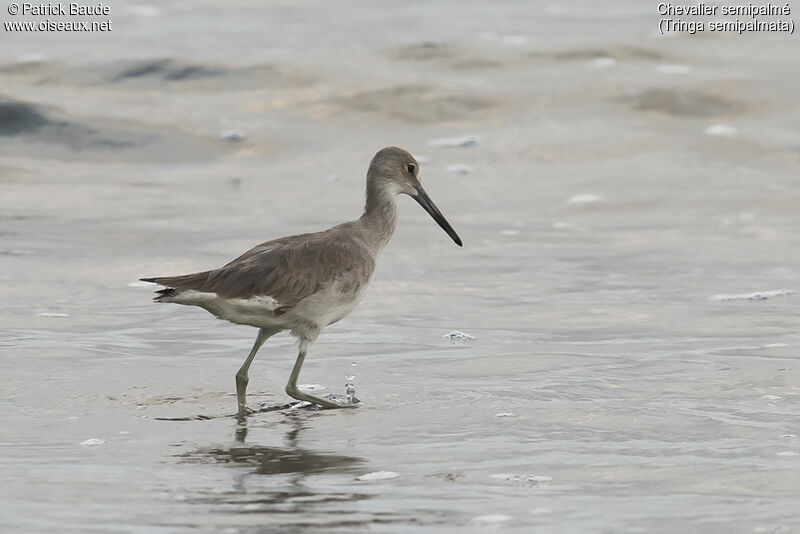 Willet, identification