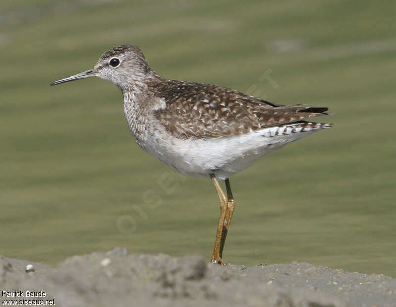 Wood Sandpiperadult post breeding, identification