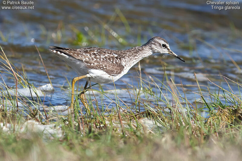 Wood Sandpiperadult breeding, identification