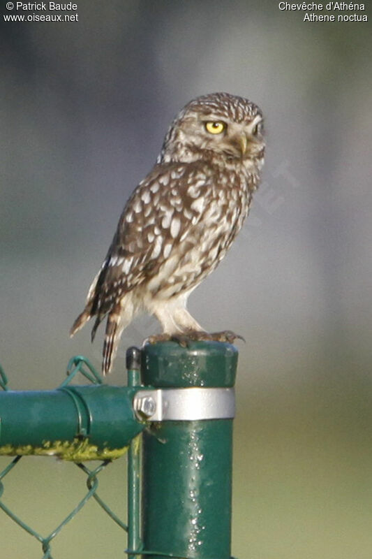 Little Owl, identification