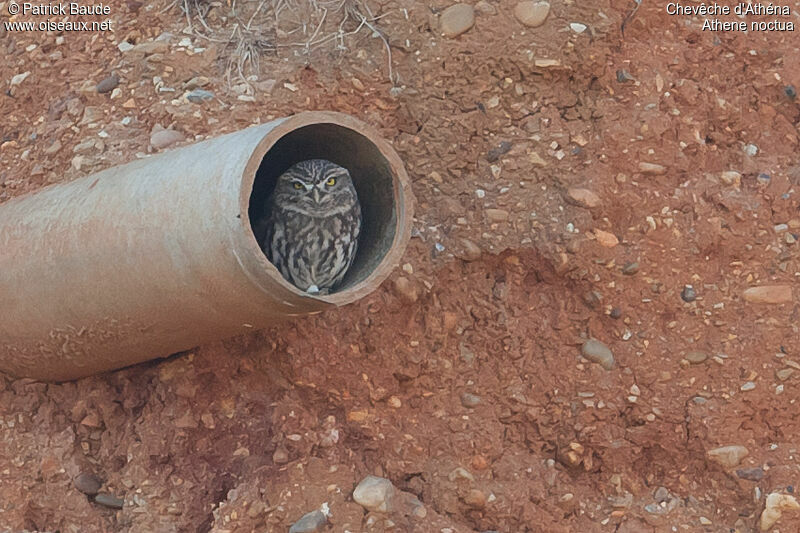 Chevêche d'Athénaadulte, identification