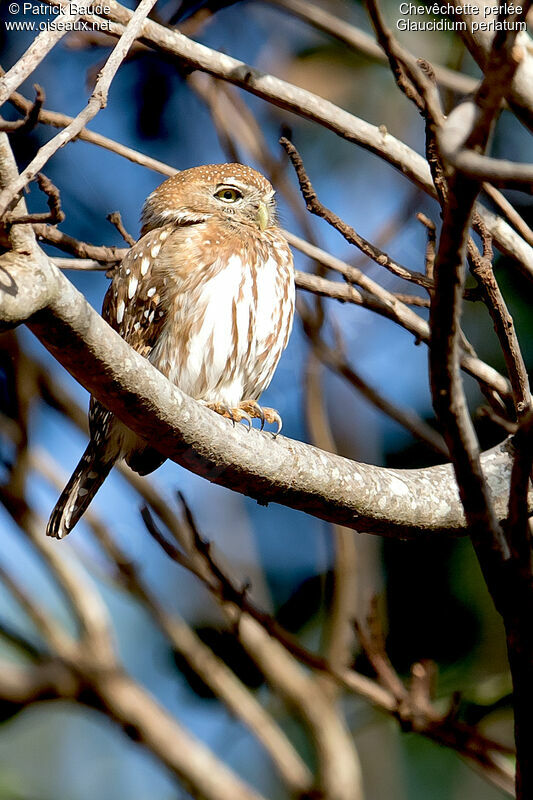 Pearl-spotted Owletadult, identification