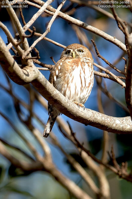 Pearl-spotted Owletadult, identification