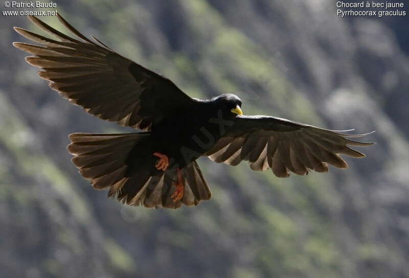 Alpine Chough, identification