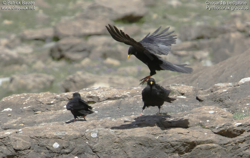 Alpine Chough, identification, Behaviour