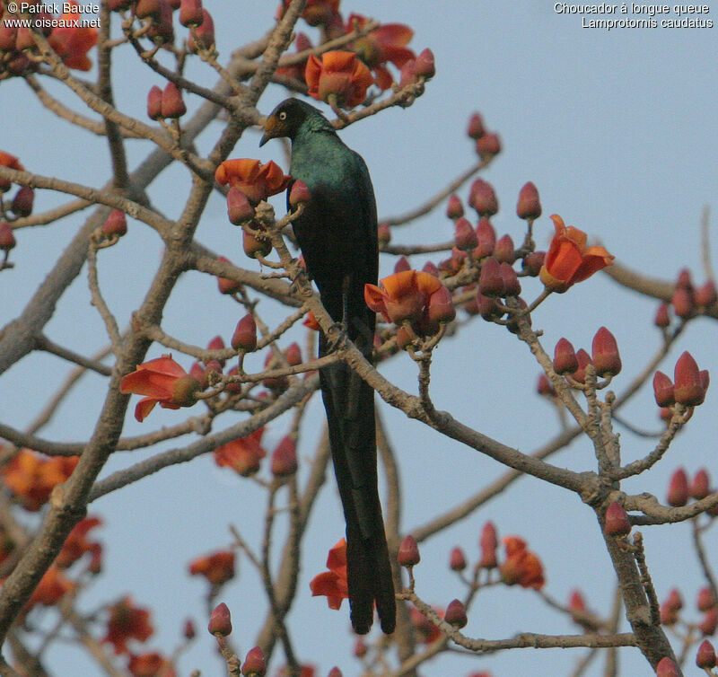 Long-tailed Glossy Starling