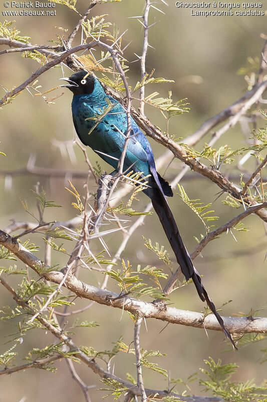 Long-tailed Glossy Starlingadult, identification