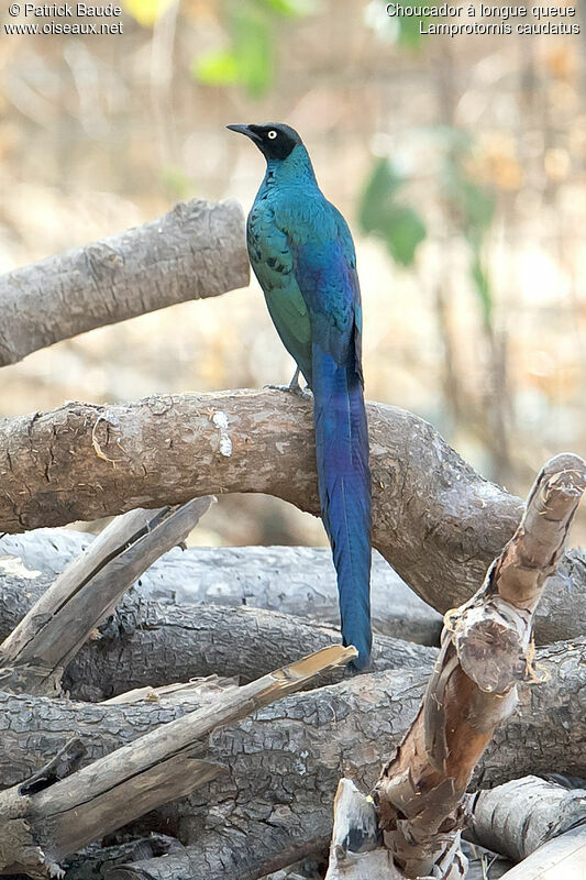 Long-tailed Glossy Starlingadult, identification