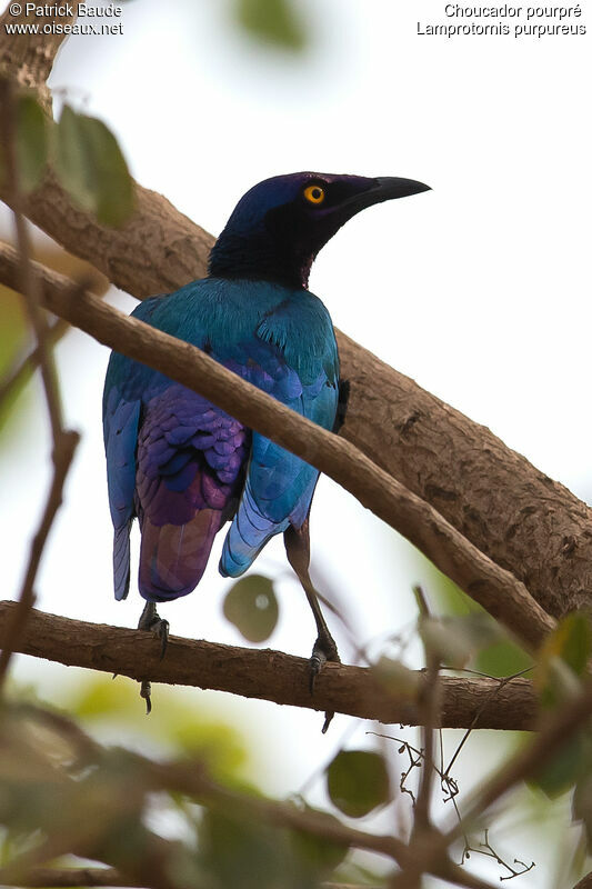 Purple Starlingadult, identification