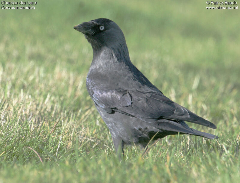 Western Jackdaw