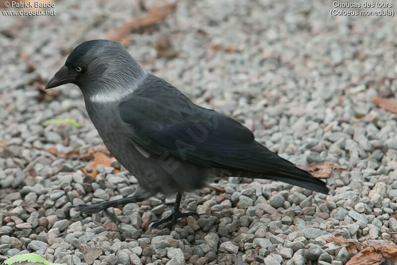 Choucas des toursadulte, identification