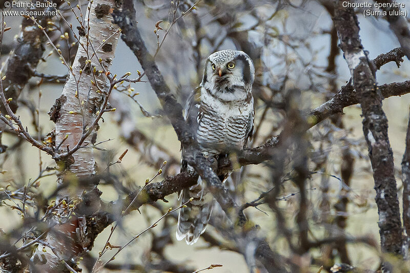 Northern Hawk-Owladult