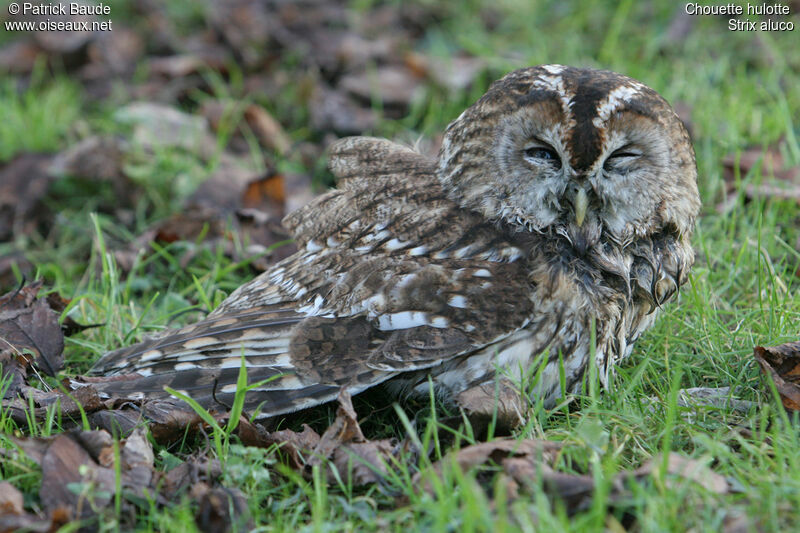 Tawny Owl