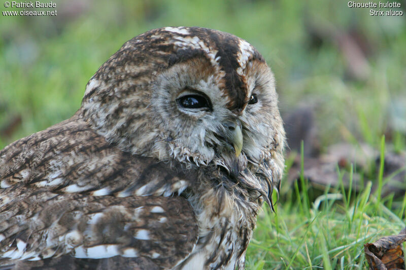 Tawny Owl