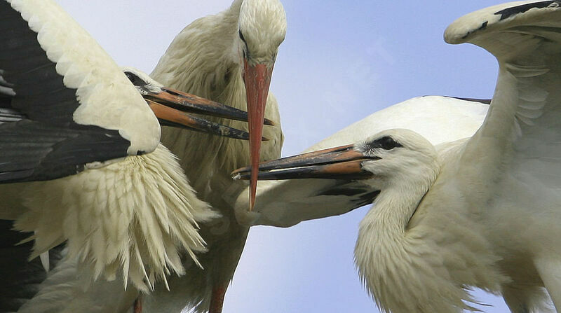 Cigogne blanche