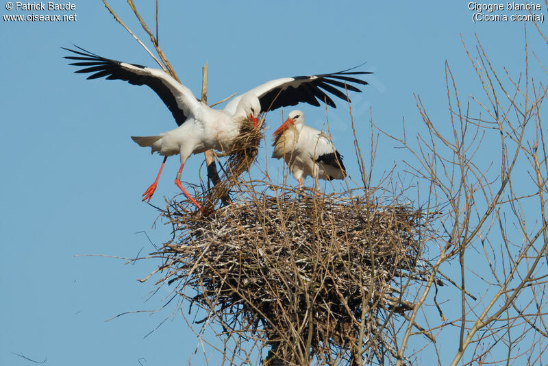 Cigogne blanche adulte, Nidification