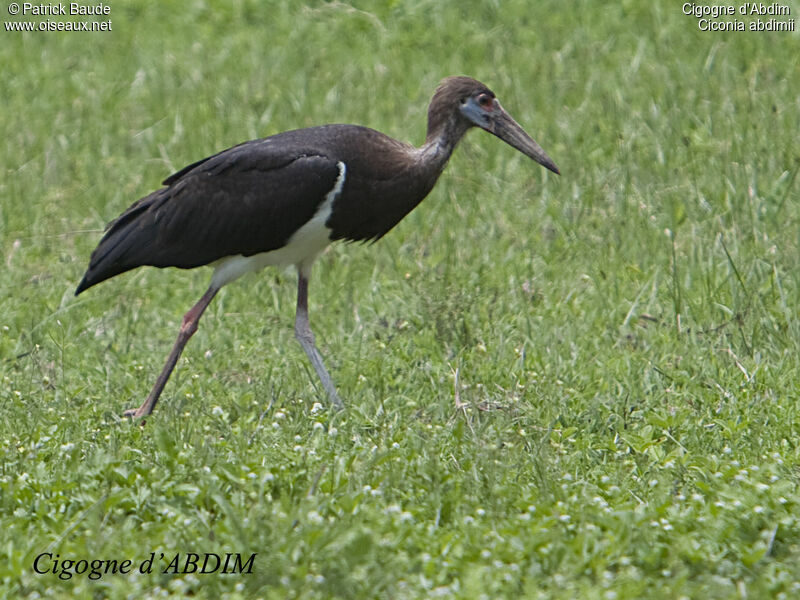 Cigogne d'Abdimadulte, identification