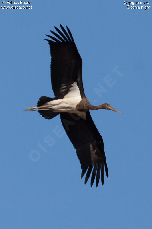 Cigogne noirejuvénile, Vol