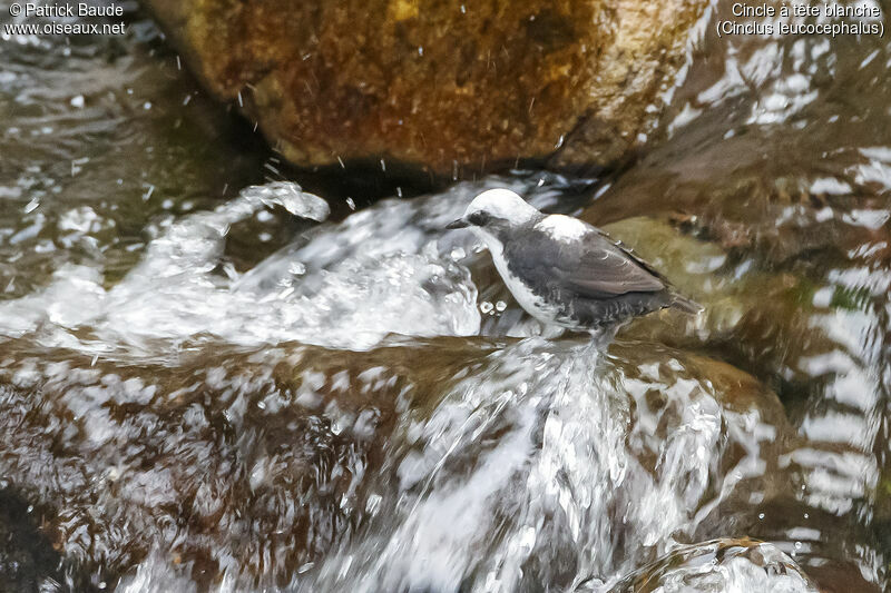 White-capped Dipperadult