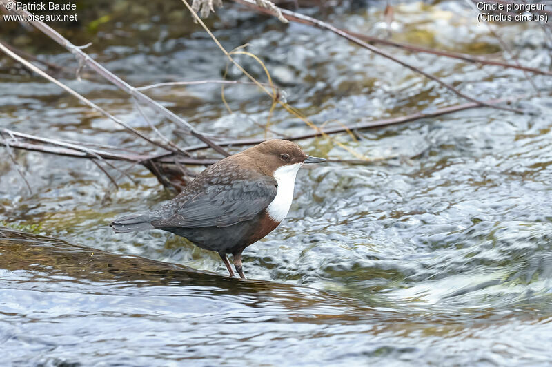 White-throated Dipperadult