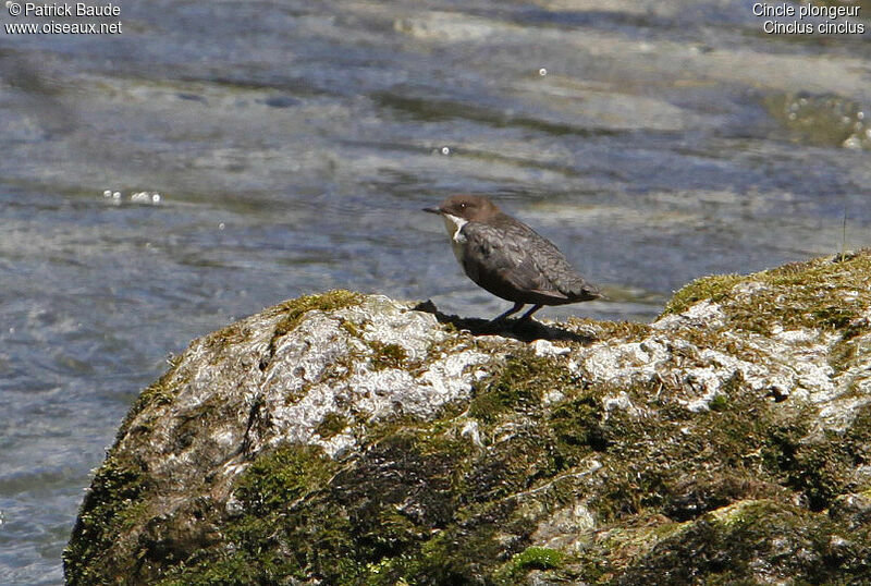 Cincle plongeuradulte, identification