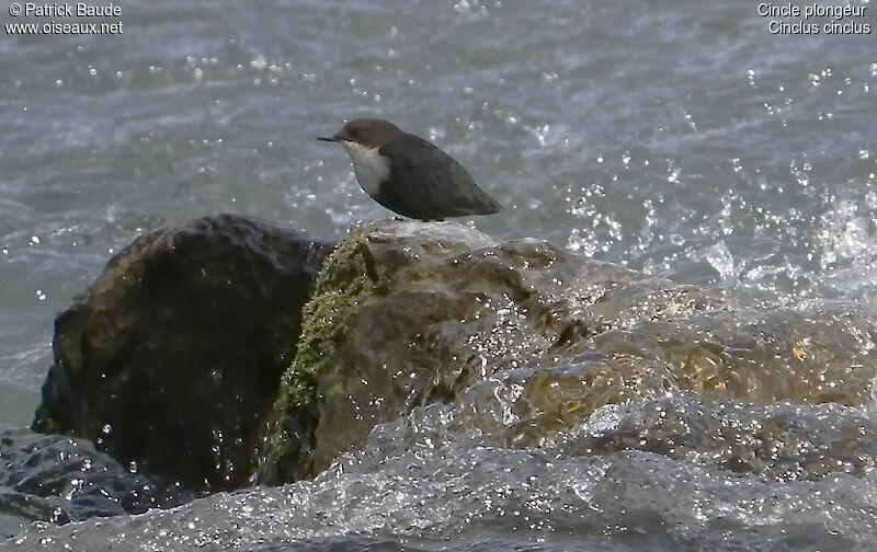 White-throated Dipperadult, identification