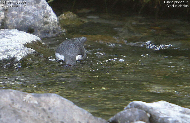 White-throated Dipperjuvenile, Behaviour