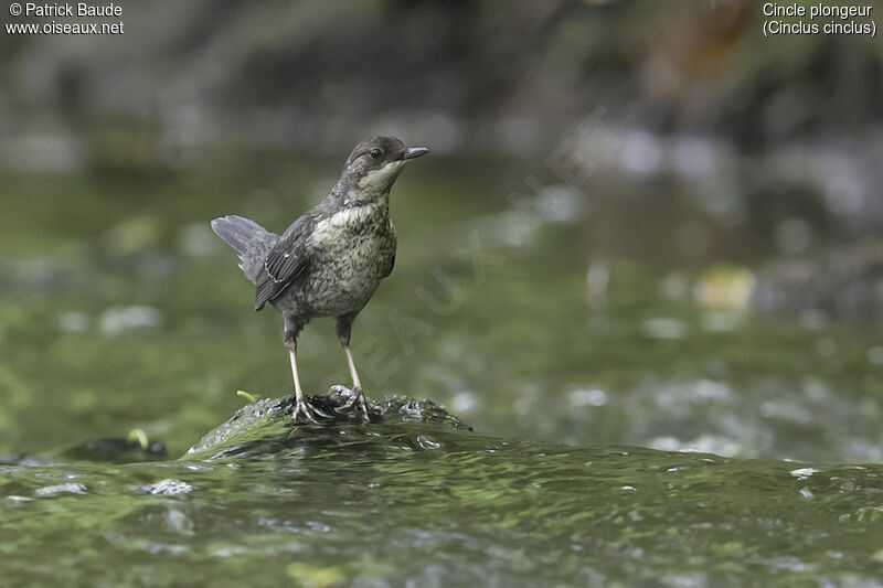 White-throated Dipperjuvenile, identification