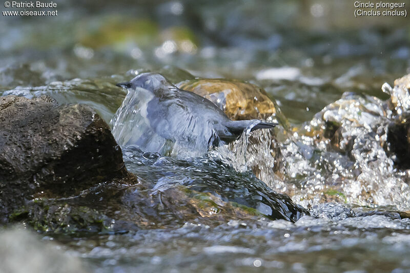 White-throated Dipperadult, identification