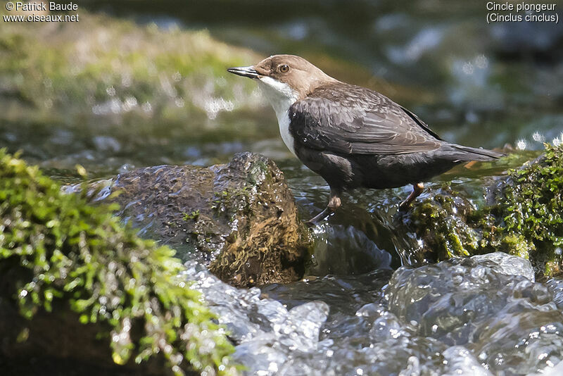 White-throated Dipper