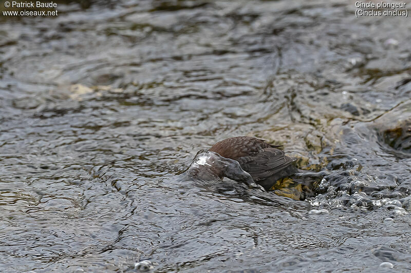 White-throated Dipperadult