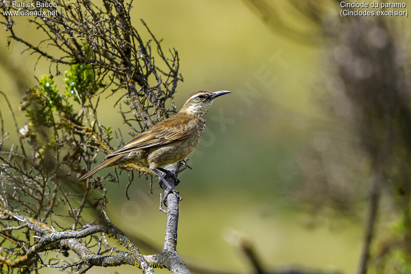 Stout-billed Cinclodesadult