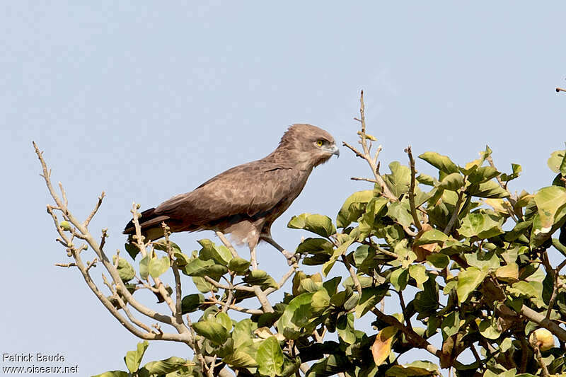 Circaète brunjuvénile, identification