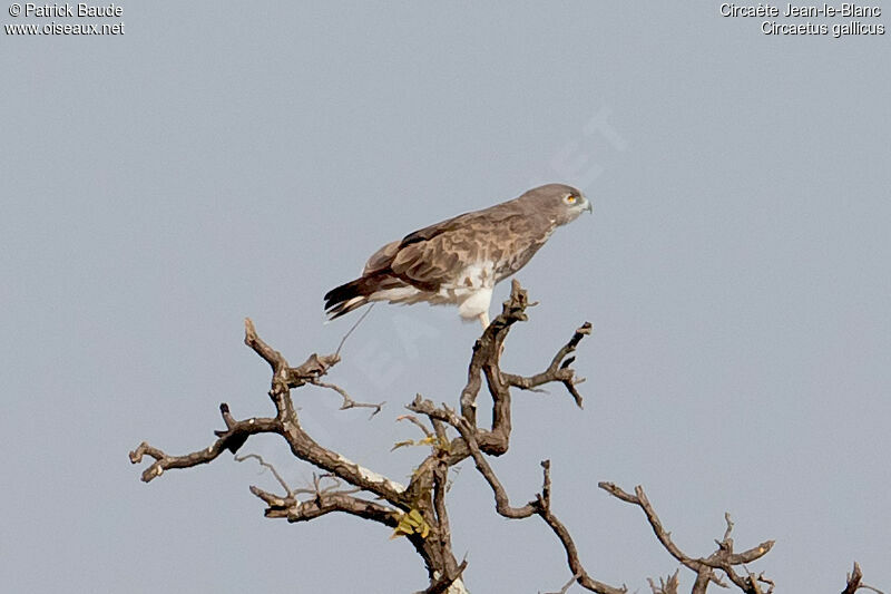 Circaète Jean-le-Blancadulte, identification