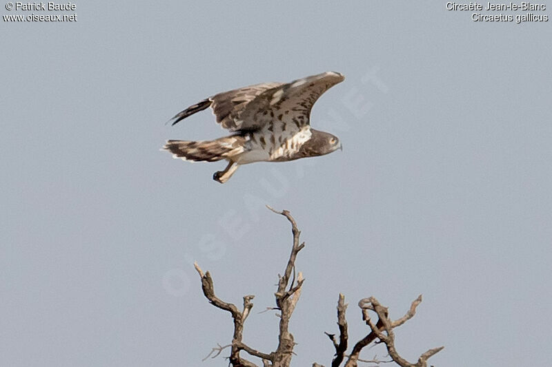 Short-toed Snake Eagleadult, Flight