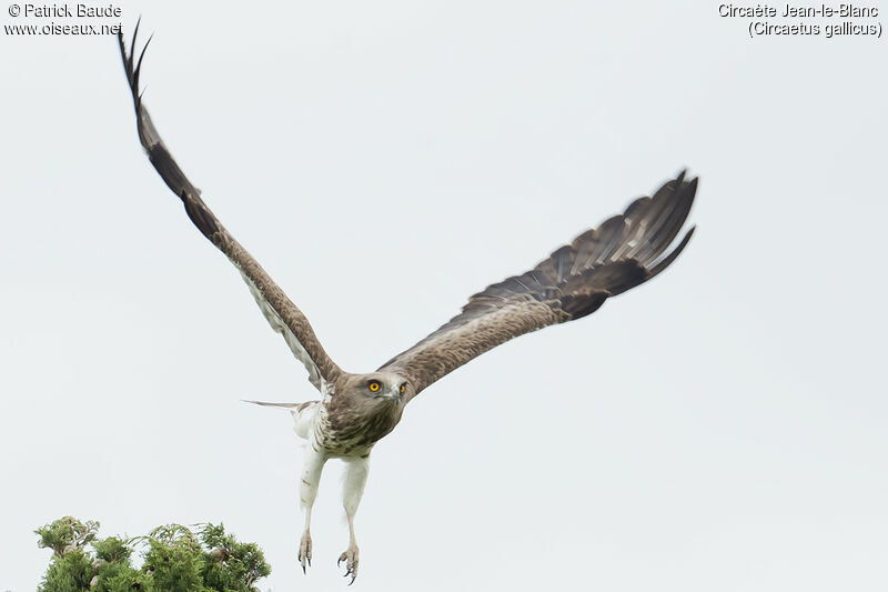 Short-toed Snake Eagleadult, Flight