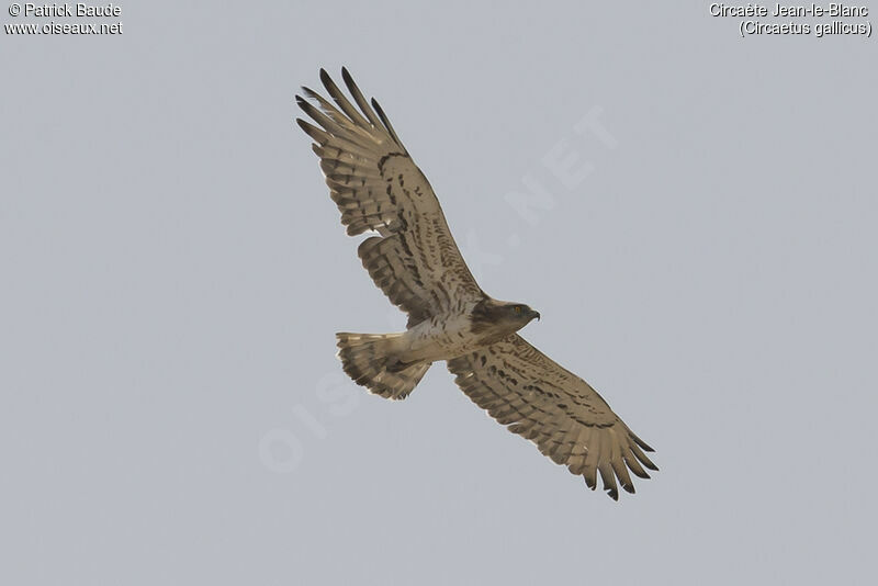 Short-toed Snake Eagleimmature, Flight